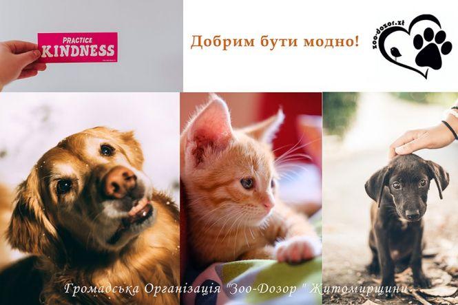 Цікавий вікенд: фестивалі, футбольний матч та благодійні акції, фото №3 на сайті 20minut.ua
