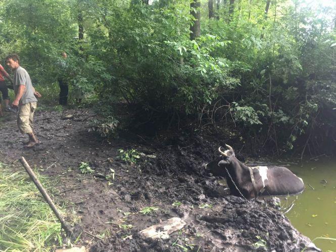 Операція з порятунку корови у Чуднівському районі пройшла успішно, фото №1 на сайті 20minut.ua