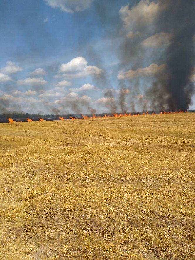 Пожежа на пшеничному полі у Коростенському районі: спалахнуло від автомобіля, фото №2 на сайті 20minut.ua