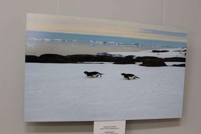 Новини Житомира - фото з В Житомирському обласному краєзнавчому музеї відкрили фотовиставку «Австралія-Антарктида» В Житомирському обласному краєзнавчому музеї відкрили фотовиставку «Австралія-Антарктида», фото №3 на сайті 20minut.ua