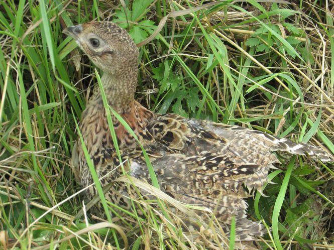 Новини Козятина - фото з Купують, а потім випускають вухатих та пернатих на волю (відео + фото) Купують, а потім випускають вухатих та пернатих на волю (відео + фото), фото №2 на сайті 20minut.ua