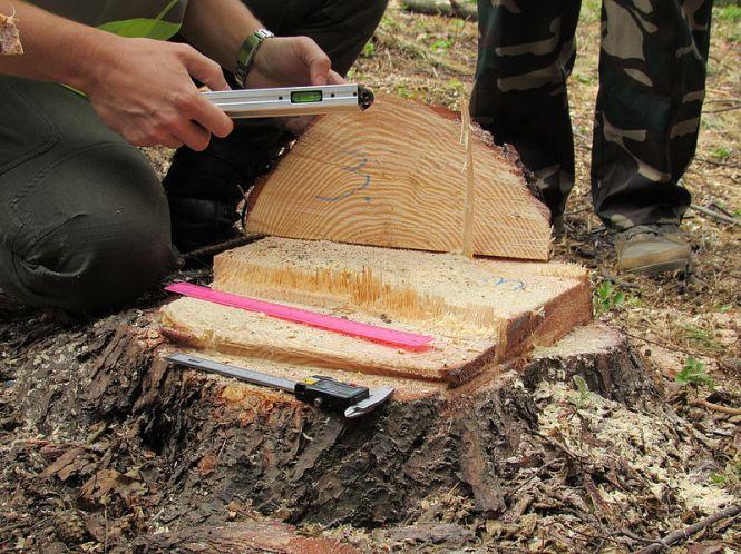 Новини Тернополя - фото з Хто на Тернопільщині найкраще валить ліс Хто на Тернопільщині найкраще валить ліс, фото №3 на сайті 20minut.ua