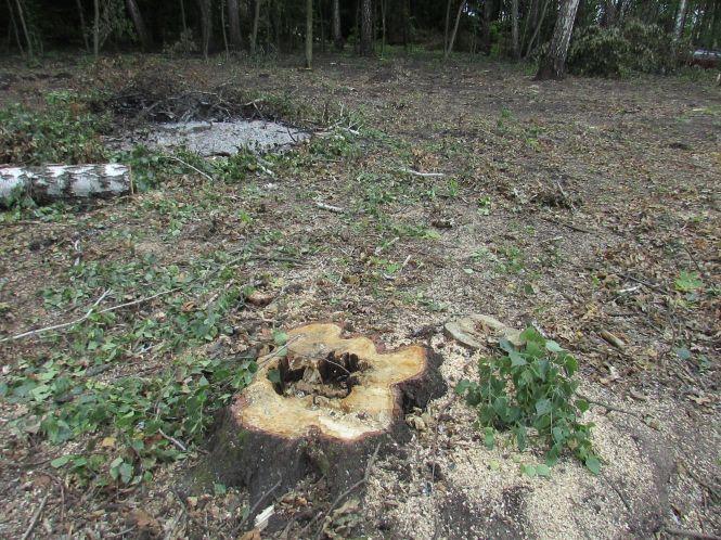 Новини Козятина - фото з В Сестринівці і Махаринцях рубали ліс, згідно лісорубного квитка В Сестринівці і Махаринцях рубали ліс, згідно лісорубного квитка, фото №6 на сайті 20minut.ua