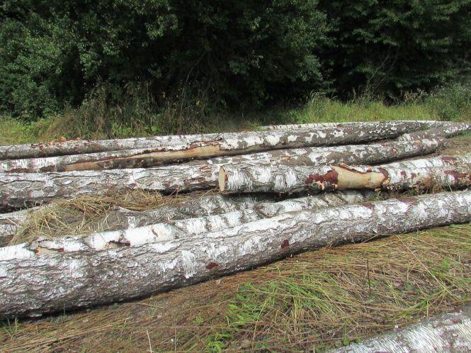 Новини Козятина - фото з В Сестринівці і Махаринцях рубали ліс, згідно лісорубного квитка В Сестринівці і Махаринцях рубали ліс, згідно лісорубного квитка, фото №4 на сайті 20minut.ua