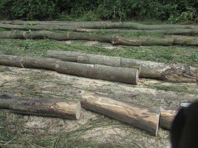 Новини Козятина - фото з В Сестринівці і Махаринцях рубали ліс, згідно лісорубного квитка В Сестринівці і Махаринцях рубали ліс, згідно лісорубного квитка, фото №1 на сайті 20minut.ua