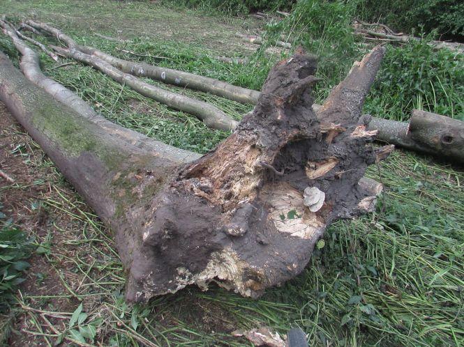 Новини Козятина - фото з В Сестринівці і Махаринцях рубали ліс, згідно лісорубного квитка В Сестринівці і Махаринцях рубали ліс, згідно лісорубного квитка, фото №3 на сайті 20minut.ua