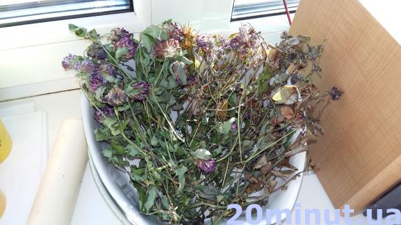 Новини Тернополя - фото з Чорнобривці – для печінки, а від стресу – верес Чорнобривці – для печінки, а від стресу – верес, фото №1 на сайті 20minut.ua