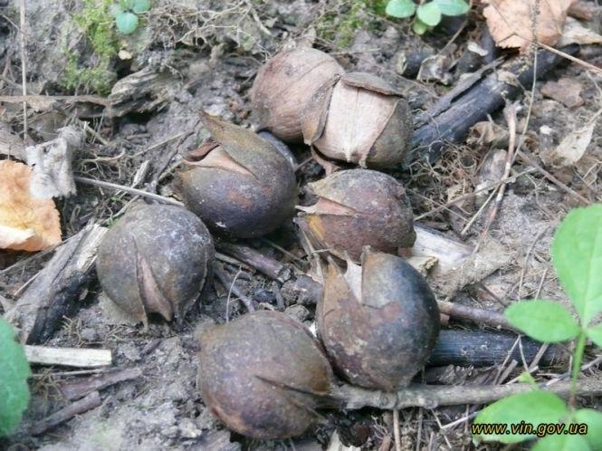 Новини Вінниці - фото з На Вінниччині через зміни клімату будуть вирощувати екзотичні горіхи На Вінниччині через зміни клімату будуть вирощувати екзотичні горіхи, фото №1 на сайті 20minut.ua