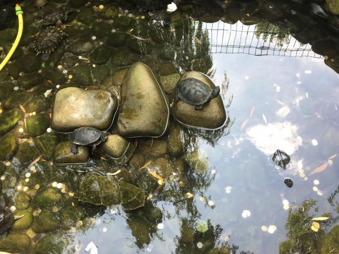 Чи закриють зоокуток у Хмельницькому? Реакція влади на рекордну петицію, фото №3 на сайті vsim.ua