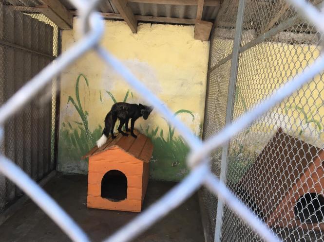 Чи закриють зоокуток у Хмельницькому? Реакція влади на рекордну петицію, фото №1 на сайті vsim.ua