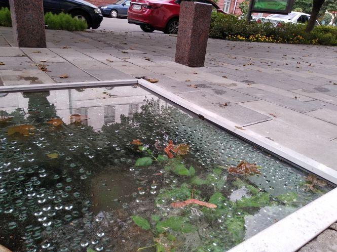 "Теплиця" на Бердичівській: у проваллі під склом в Житомирі уже розквітли квіти, а роботи так й не почалися, фото №2 на сайті 20minut.ua