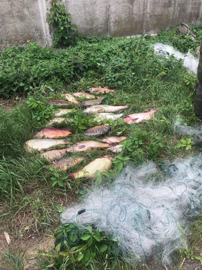 Новини Житомира - фото з У Радомишльському районі затримали браконьєра: вилучено 39 кг риби і сітки для лову У Радомишльському районі затримали браконьєра: вилучено 39 кг риби і сітки для лову, фото №2 на сайті 20minut.ua