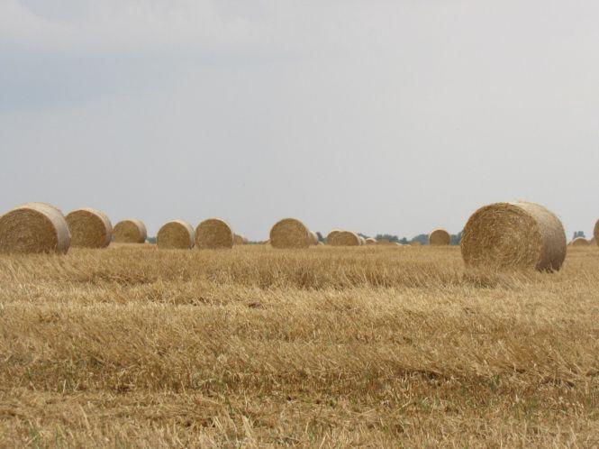 Змолотили вчасно: у Непедівці святкували обжинки, фото №1 на сайті 20minut.ua