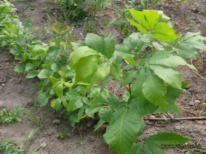 Новини Вінниці - фото з На Вінниччині через зміни клімату будуть вирощувати екзотичні горіхи На Вінниччині через зміни клімату будуть вирощувати екзотичні горіхи, фото №2 на сайті 20minut.ua