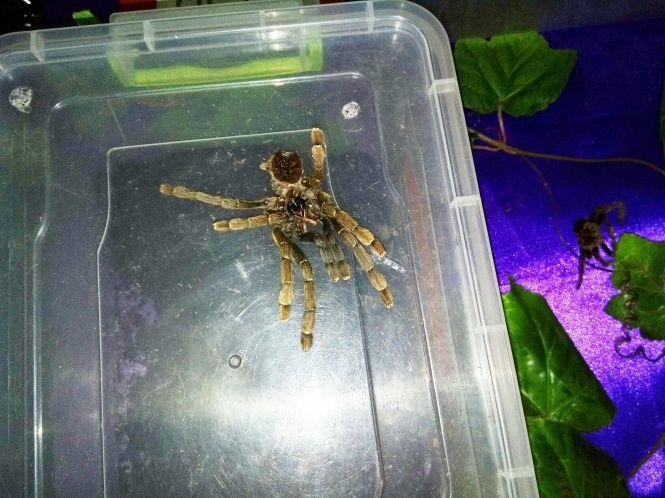 Новини Козятина - фото з Зі столиці привезли тропічних метеликів та 14 велетенських павуків (ФОТО) Зі столиці привезли тропічних метеликів та 14 велетенських павуків (ФОТО), фото №9 на сайті 20minut.ua