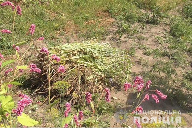 Новини Хмельницького - фото з На Хмельниччині пенсіонерка засіяла город снодійним маком "для кулінарних потреб" На Хмельниччині пенсіонерка засіяла город снодійним маком "для кулінарних потреб", фото №1 на сайті vsim.ua