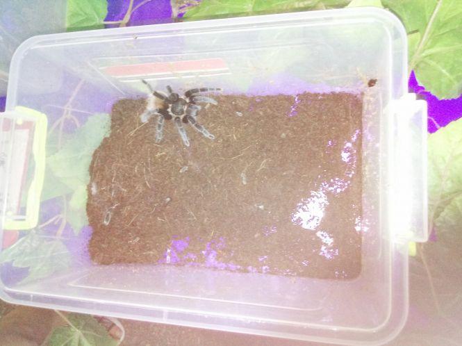 Новини Козятина - фото з Зі столиці привезли тропічних метеликів та 14 велетенських павуків (ФОТО) Зі столиці привезли тропічних метеликів та 14 велетенських павуків (ФОТО), фото №3 на сайті 20minut.ua