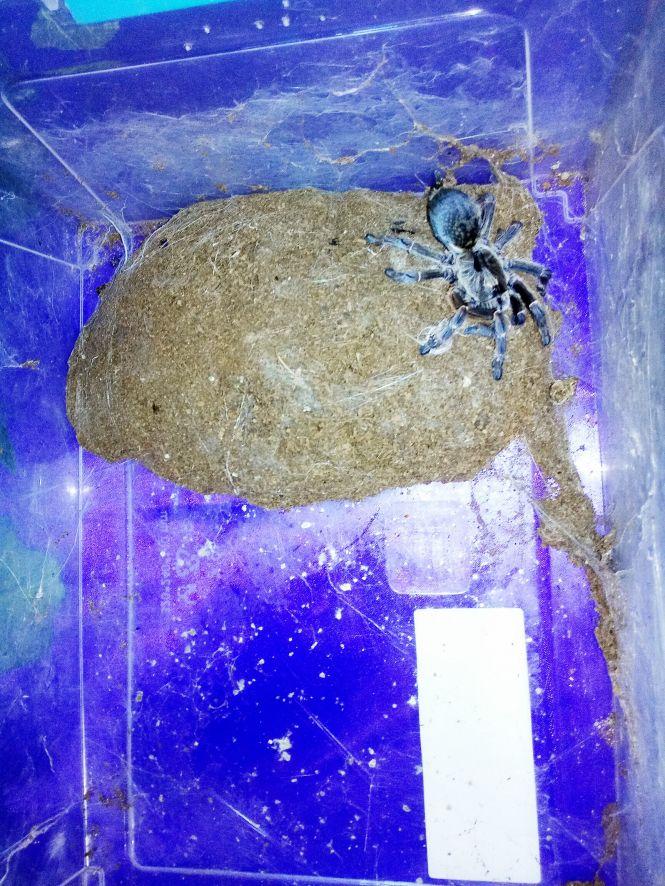 Новини Козятина - фото з Зі столиці привезли тропічних метеликів та 14 велетенських павуків (ФОТО) Зі столиці привезли тропічних метеликів та 14 велетенських павуків (ФОТО), фото №6 на сайті 20minut.ua