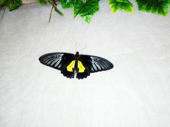 Новини Козятина - фото з Зі столиці привезли тропічних метеликів та 14 велетенських павуків (ФОТО) Зі столиці привезли тропічних метеликів та 14 велетенських павуків (ФОТО), фото №11 на сайті 20minut.ua