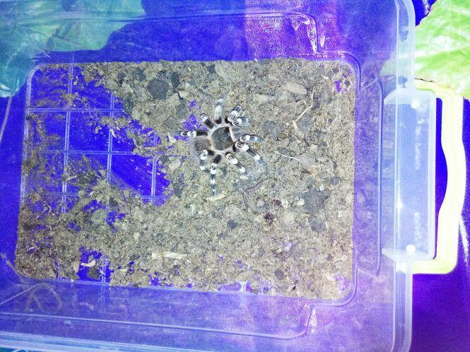 Новини Козятина - фото з Зі столиці привезли тропічних метеликів та 14 велетенських павуків (ФОТО) Зі столиці привезли тропічних метеликів та 14 велетенських павуків (ФОТО), фото №4 на сайті 20minut.ua