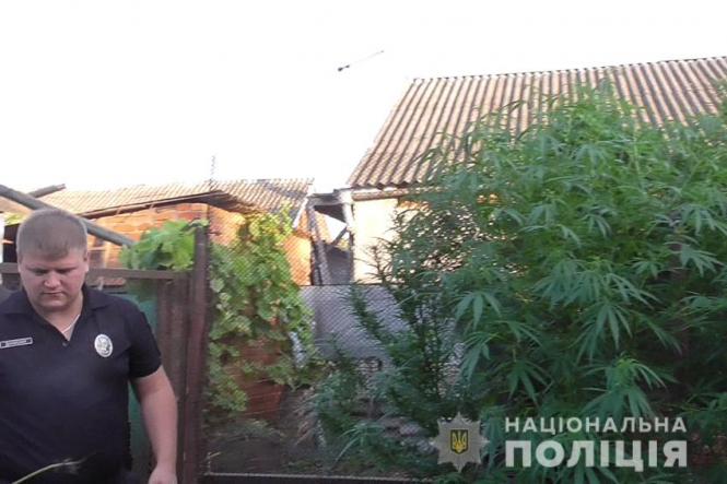 У Хмельницькому чоловік біля свого дому вирощував коноплю, фото №1 на сайті vsim.ua