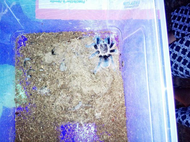 Новини Козятина - фото з Зі столиці привезли тропічних метеликів та 14 велетенських павуків (ФОТО) Зі столиці привезли тропічних метеликів та 14 велетенських павуків (ФОТО), фото №5 на сайті 20minut.ua