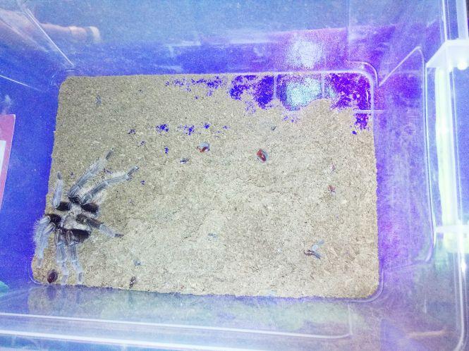 Новини Козятина - фото з Зі столиці привезли тропічних метеликів та 14 велетенських павуків (ФОТО) Зі столиці привезли тропічних метеликів та 14 велетенських павуків (ФОТО), фото №2 на сайті 20minut.ua