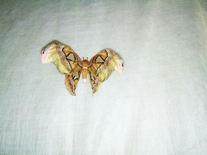 Новини Козятина - фото з Зі столиці привезли тропічних метеликів та 14 велетенських павуків (ФОТО) Зі столиці привезли тропічних метеликів та 14 велетенських павуків (ФОТО), фото №12 на сайті 20minut.ua