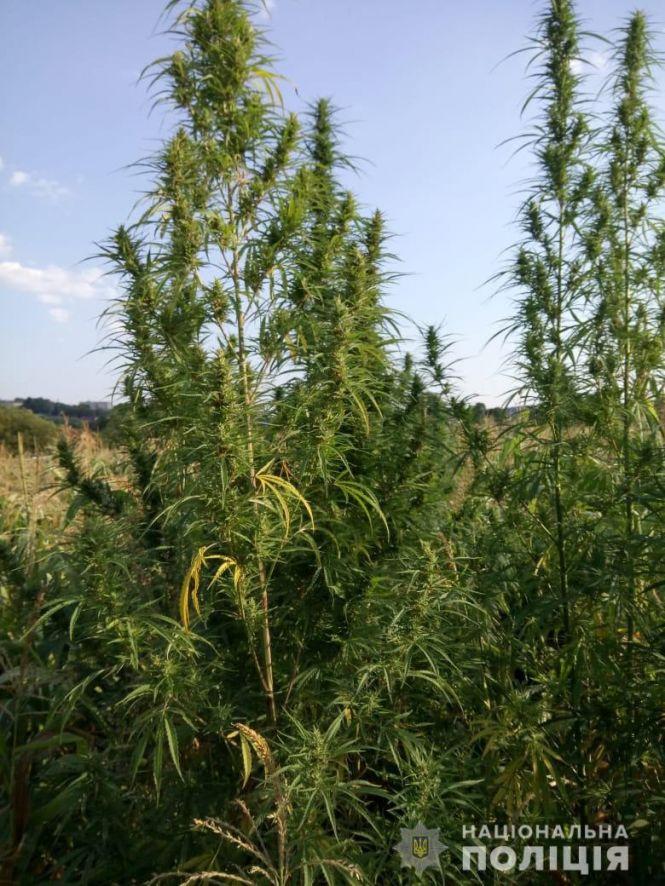 Новини Хмельницького - фото з Два десятки кущів коноплі виростила мешканка Віньківців на власному городі Два десятки кущів коноплі виростила мешканка Віньківців на власному городі, фото №1 на сайті vsim.ua