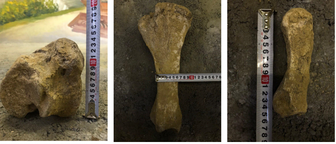 У Гопчиці на кар’єрі знайшли рештки тварини схожої на шерстистого носорога, фото №1 на сайті 20minut.ua