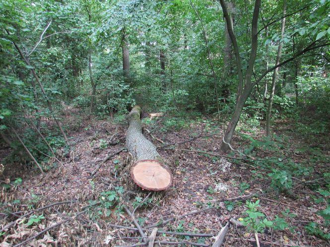 Новини Козятина - фото з Санітарну вирубку в Махаринецькому лісі завершено Санітарну вирубку в Махаринецькому лісі завершено, фото №2 на сайті 20minut.ua