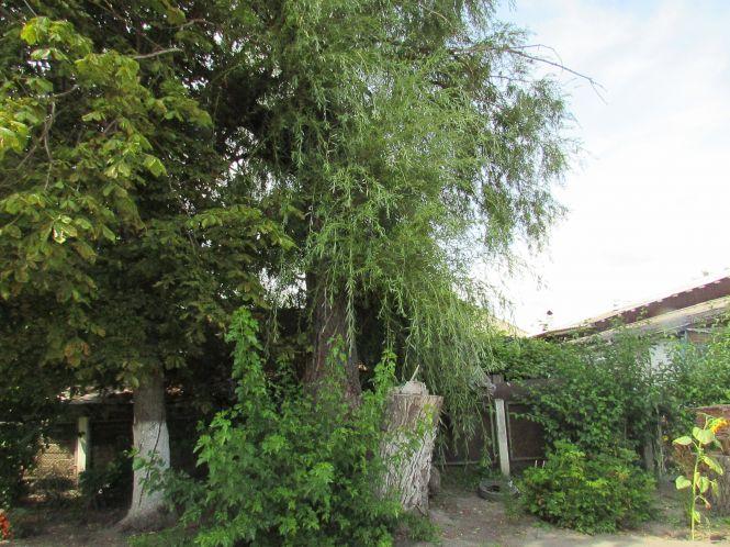 Новини Козятина - фото з Аварійне дерево загрожує вихованцям садочку №1 Аварійне дерево загрожує вихованцям садочку №1, фото №1 на сайті 20minut.ua