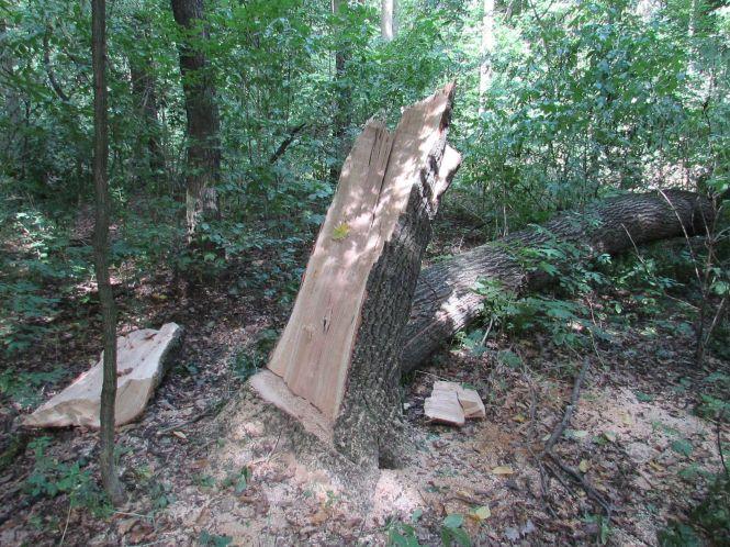 Новини Козятина - фото з Санітарну вирубку в Махаринецькому лісі завершено Санітарну вирубку в Махаринецькому лісі завершено, фото №3 на сайті 20minut.ua