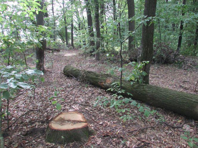 Новини Козятина - фото з Санітарну вирубку в Махаринецькому лісі завершено Санітарну вирубку в Махаринецькому лісі завершено, фото №1 на сайті 20minut.ua