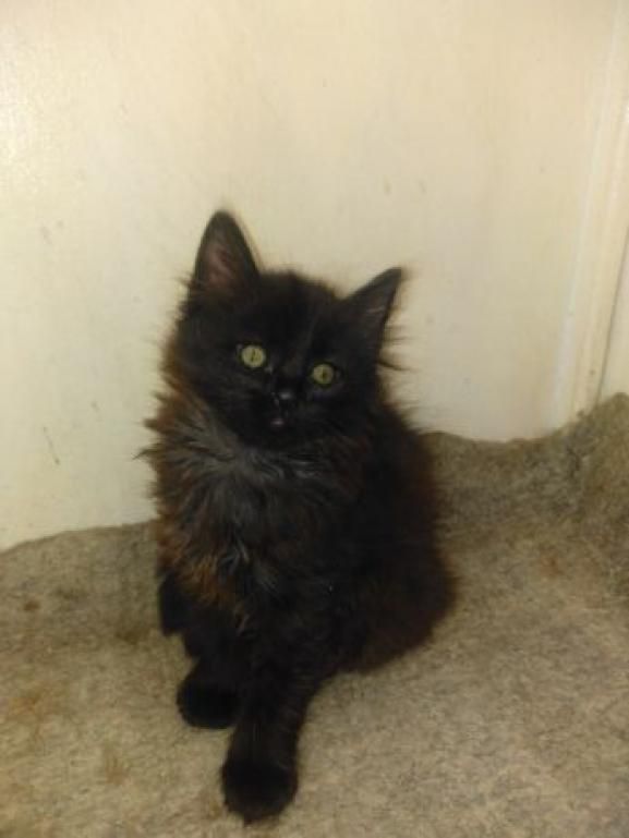 ÐÑÑÐ¸ÑÑÑÐµ ÐºÐ¾ÑÑÑÐ°(ÐºÐ¾ÑÐµÑÐºÐ¸) 1,5 Ð¼ÐµÑÑÑÐ° Ð¥Ð¼ÐµÐ»ÑÐ½Ð¸ÑÑÐºÐ¸Ð¹ - Ð·Ð¾Ð±ÑÐ°Ð¶ÐµÐ½Ð½Ñ 1