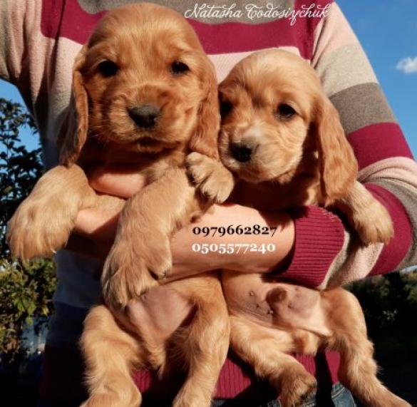 Ð§Ð¸ÑÑÐ¾ÐºÑÐ¾Ð²Ð½Ñ ÐÐ½Ð³Ð»ÑÑÐ°Ð½Ð¸ Ð¥Ð¼ÐµÐ»ÑÐ½Ð¸ÑÑÐºÐ¸Ð¹ - Ð·Ð¾Ð±ÑÐ°Ð¶ÐµÐ½Ð½Ñ 2