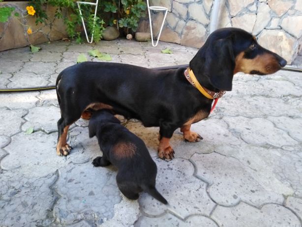 Ð¦ÑÑÐµÐ½ÑÑÐ° ÑÐ°ÐºÑÐ¸ Ð¥Ð¼ÐµÐ»ÑÐ½Ð¸ÑÑÐºÐ¸Ð¹ - Ð·Ð¾Ð±ÑÐ°Ð¶ÐµÐ½Ð½Ñ 3