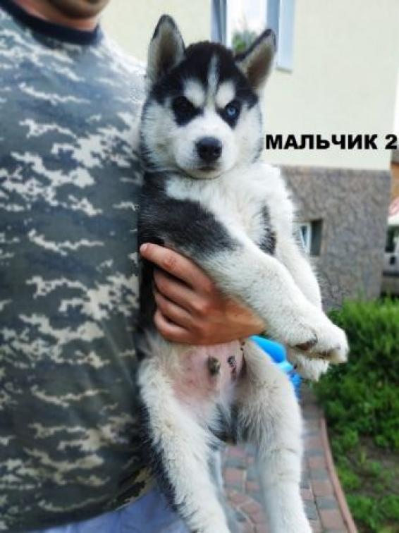 Ð¨Ð¸ÐºÐ°ÑÐ½ÑÐµ ÑÐµÐ½ÐºÐ¸ Ð¿Ð¾ÑÐ¾Ð´Ñ Ð¡Ð¸Ð±Ð¸ÑÑÐºÐ¸Ð¹ ÑÐ°ÑÐºÐ¸. Ð¥Ð¼ÐµÐ»ÑÐ½Ð¸ÑÑÐºÐ¸Ð¹ - Ð·Ð¾Ð±ÑÐ°Ð¶ÐµÐ½Ð½Ñ 1