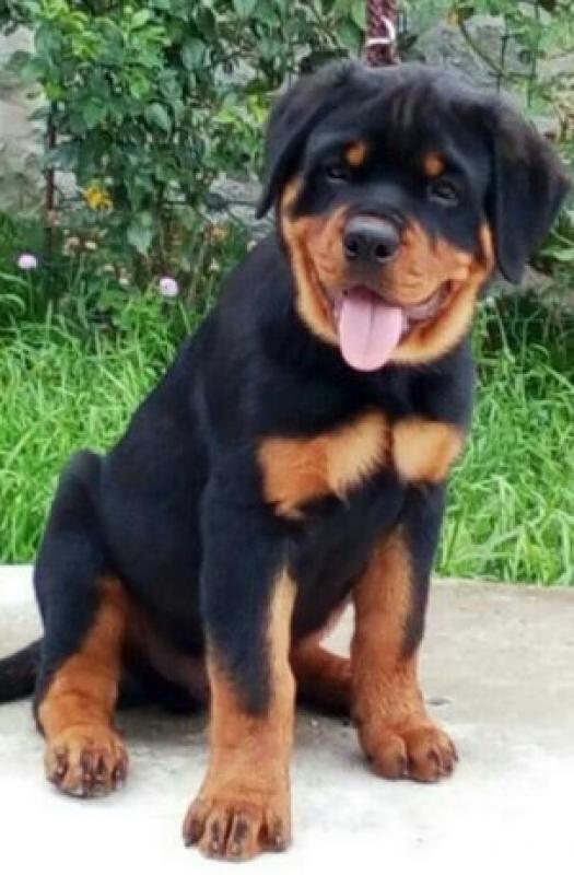 Ð§Ð¸ÑÑÐ¾ÐºÑÐ¾Ð²Ð½Ñ ÑÑÑÐ¸Ð½ÑÑÐ° Ð¿Ð¾ÑÐ¾Ð´Ð¸ Ð Ð¾ÑÐ²ÐµÐ¹Ð»ÐµÑ Ð¥Ð¼ÐµÐ»ÑÐ½Ð¸ÑÑÐºÐ¸Ð¹ - Ð·Ð¾Ð±ÑÐ°Ð¶ÐµÐ½Ð½Ñ 1