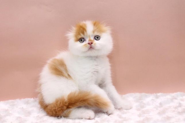 ÐÑÐ°ÑÐ¸Ð²ÑÐ¹ ÐºÐ¾ÑÐ¸Ðº Ð² ÐºÑÐ°ÑÐ¸Ð²Ð¾Ð¼ Ð¾ÐºÑÐ°ÑÐµ! Ð¥Ð¼ÐµÐ»ÑÐ½Ð¸ÑÑÐºÐ¸Ð¹ - Ð·Ð¾Ð±ÑÐ°Ð¶ÐµÐ½Ð½Ñ 1