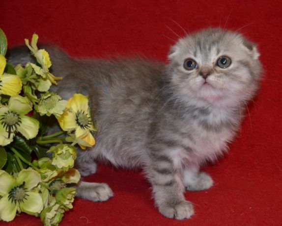 ÐÐ°ÑÐ°Ð¿ÑÐ· Ð¼Ð°Ð»ÑÑÐºÐ° ÑÐ¾ÑÐ»Ð°Ð½Ð´ÑÐºÐ¾Ð¹ Ð¿Ð¾ÑÐ¾Ð´Ñ. Ð¥Ð¼ÐµÐ»ÑÐ½Ð¸ÑÑÐºÐ¸Ð¹ - Ð·Ð¾Ð±ÑÐ°Ð¶ÐµÐ½Ð½Ñ 1