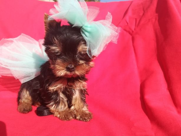 ÐÑÑÐ½Ð¾ÑÑÐµ Ð¹Ð¾ÑÐºÐ¸ Ð¥Ð¼ÐµÐ»ÑÐ½Ð¸ÑÑÐºÐ¸Ð¹ - Ð·Ð¾Ð±ÑÐ°Ð¶ÐµÐ½Ð½Ñ 1