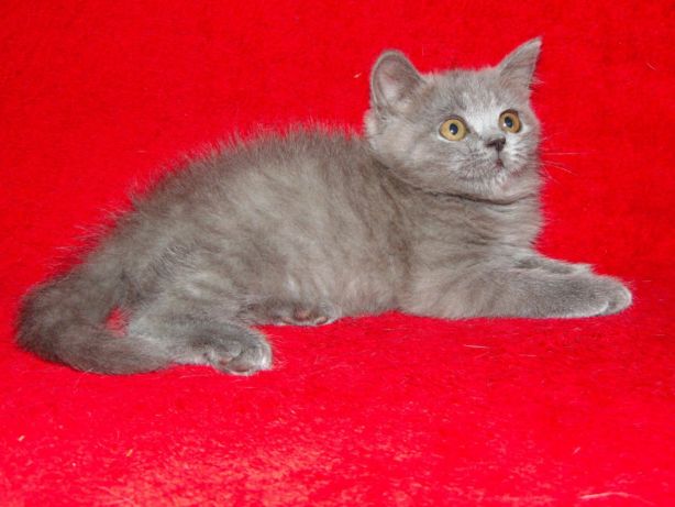 Ð¨Ð¾ÑÐ»Ð°Ð½Ð´ÑÐºÐ°Ñ Ð³Ð¾Ð»ÑÐ±Ð°Ñ Ð¼Ð°Ð»ÑÑÐºÐ° Ð¥Ð¼ÐµÐ»ÑÐ½Ð¸ÑÑÐºÐ¸Ð¹ - Ð·Ð¾Ð±ÑÐ°Ð¶ÐµÐ½Ð½Ñ 1