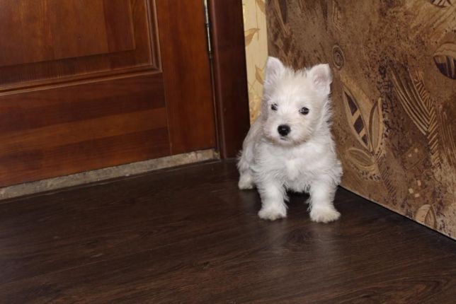 ÐÐ°Ð»ÑÑÐ¸ÐºÐ¸ Ð¸ Ð´ÐµÐ²Ð¾ÑÐºÐ¸ Ð²ÐµÑÑÐ¾Ð² Ð¥Ð¼ÐµÐ»ÑÐ½Ð¸ÑÑÐºÐ¸Ð¹ - Ð·Ð¾Ð±ÑÐ°Ð¶ÐµÐ½Ð½Ñ 1