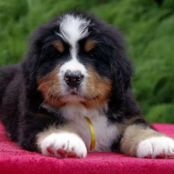 ÐÐµÑÐ½ÑÐºÐ¸Ð¹ Ð·ÐµÐ½Ð½ÐµÐ½ÑÑÐ½Ð´ Ð¥Ð¼ÐµÐ»ÑÐ½Ð¸ÑÑÐºÐ¸Ð¹ - Ð·Ð¾Ð±ÑÐ°Ð¶ÐµÐ½Ð½Ñ 1