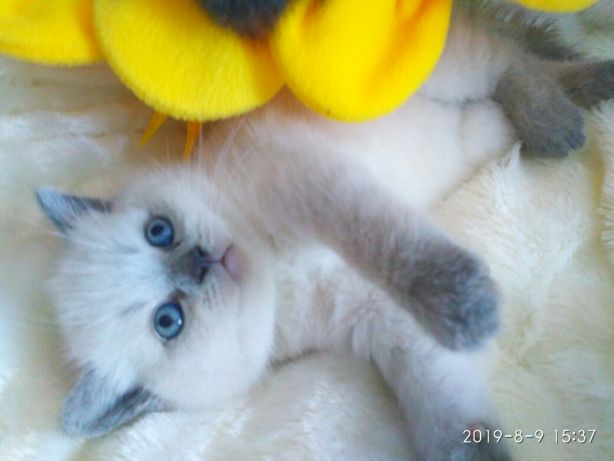 ÐÐ¾ÑÐ¸Ðº-Ð¼ÑÑÐºÐ¾ÑÐ¸Ðº! Ð¥Ð¼ÐµÐ»ÑÐ½Ð¸ÑÑÐºÐ¸Ð¹ - Ð·Ð¾Ð±ÑÐ°Ð¶ÐµÐ½Ð½Ñ 1