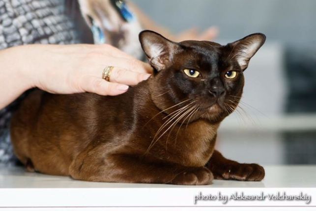 ÐÑÑÐ¼Ð° ÐºÐ¾ÑÐµÐ½ÑÑÐ° Ð¥Ð¼ÐµÐ»ÑÐ½Ð¸ÑÑÐºÐ¸Ð¹ - Ð·Ð¾Ð±ÑÐ°Ð¶ÐµÐ½Ð½Ñ 1