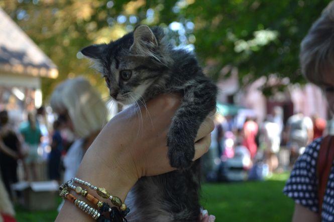 Новини Вінниці - фото з Пухнастий настрій на «Хвіст-фест»: біля вежі вп'яте шукали нових власників для тварин Пухнастий настрій на «Хвіст-фест»: біля вежі вп'яте шукали нових власників для тварин, фото №2 на сайті 20minut.ua