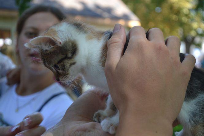 Новини Вінниці - фото з Пухнастий настрій на «Хвіст-фест»: біля вежі вп'яте шукали нових власників для тварин Пухнастий настрій на «Хвіст-фест»: біля вежі вп'яте шукали нових власників для тварин, фото №1 на сайті 20minut.ua
