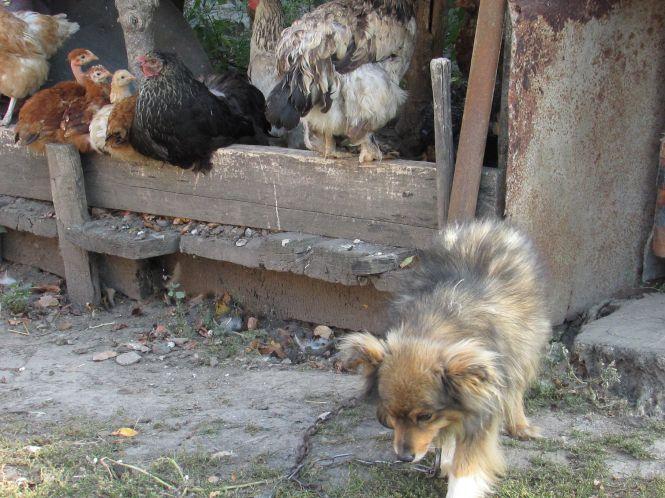 Про інваліда, що добирається з Іванківців до Козятина на візочку по бездоріжжю (Оновлено), фото №1 на сайті 20minut.ua